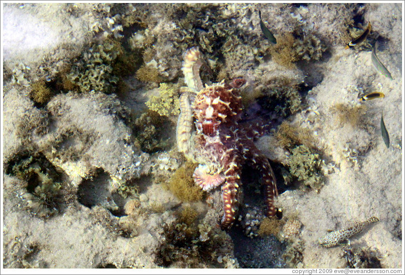 Octopus in the corals just offshore.