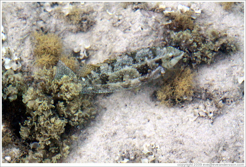 Fish that blends in well with the rocks in the corals just offshore.