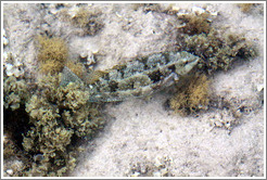 Fish that blends in well with the rocks in the corals just offshore.