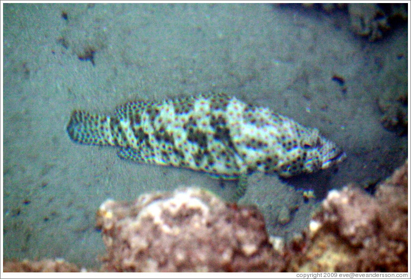 Fish that blends in well with the rocks in the corals just offshore.