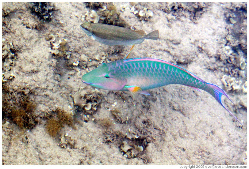 Two fish, one of which is green, blue, pink, and orange, in the corals just offshore.