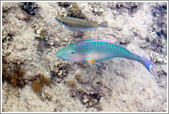 Two fish, one of which is green, blue, pink, and orange, in the corals just offshore.