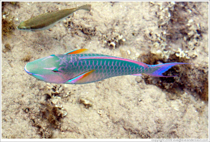 Two fish, one of which is green, blue, pink, and orange, in the corals just offshore.