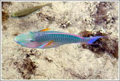 Two fish, one of which is green, blue, pink, and orange, in the corals just offshore.