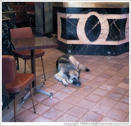 Cafe with two dogs inside, Montparnasse.