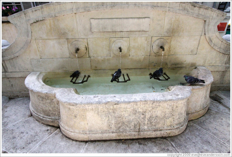 Fountain with four pigeons.  The fourth waits for his turn under a spout.  Boulevard Aristide Briand.  Old town.