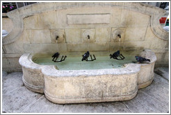 Fountain with four pigeons.  The fourth waits for his turn under a spout.  Boulevard Aristide Briand.  Old town.