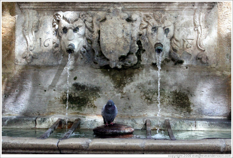 Fontaine Esp?que.  Lion spouts and a pigeon.  Old town.