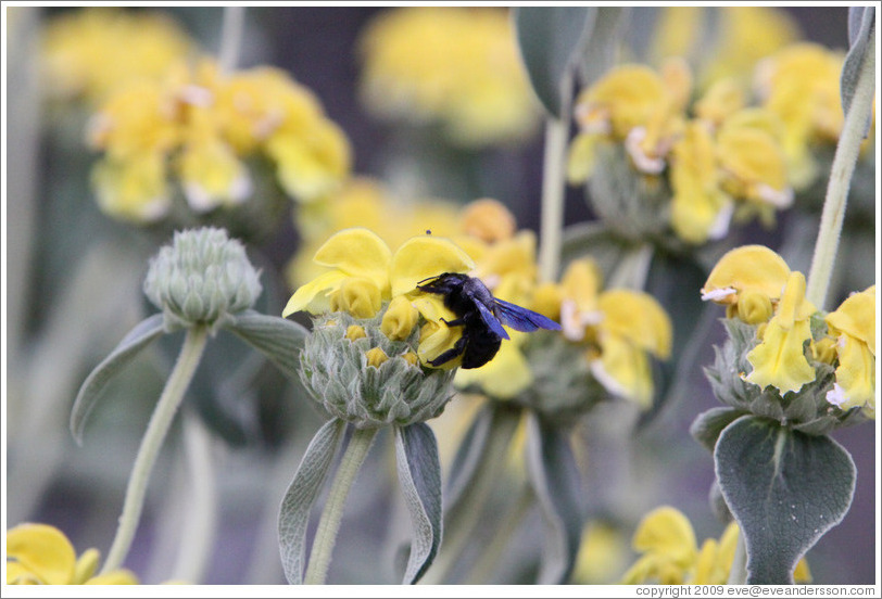 Black bee on yellow flower.  La Source Parfum?