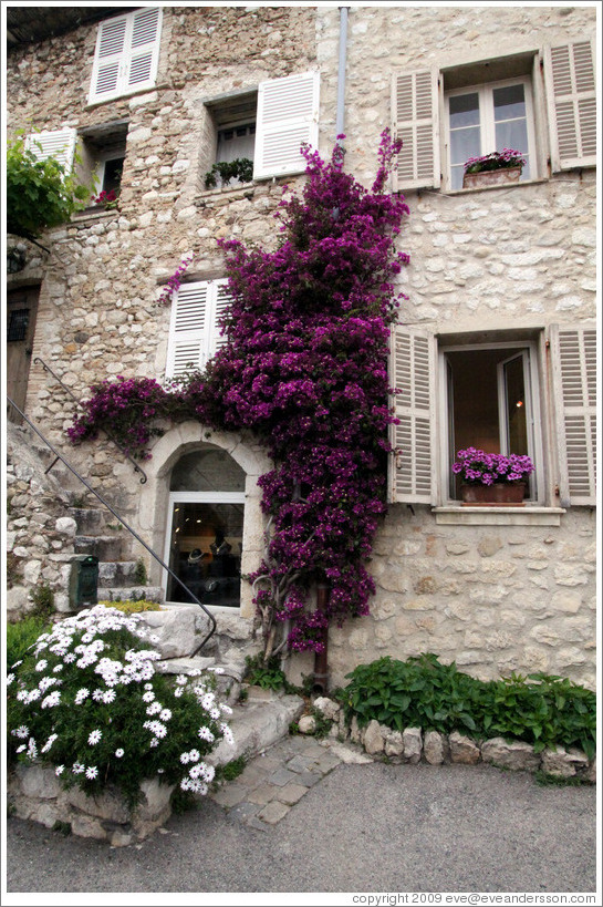 Purple flowers on the side of a building.