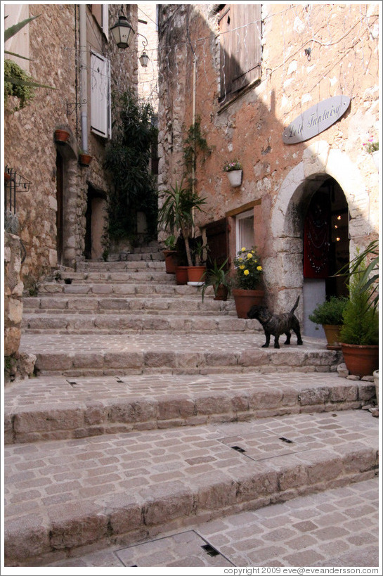 Stairs with dog.