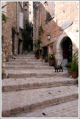 Stairs with dog.