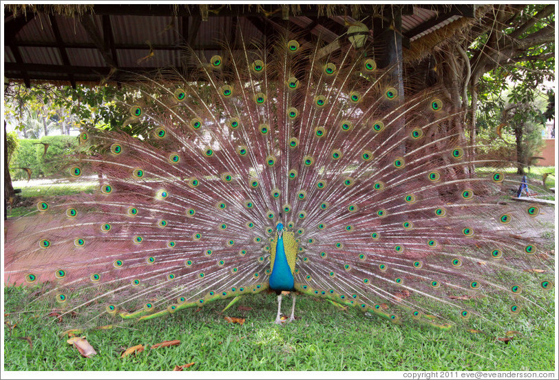 Peacock. Gardens of the Kairaba Beach Hotel.