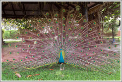 Peacock. Gardens of the Kairaba Beach Hotel.