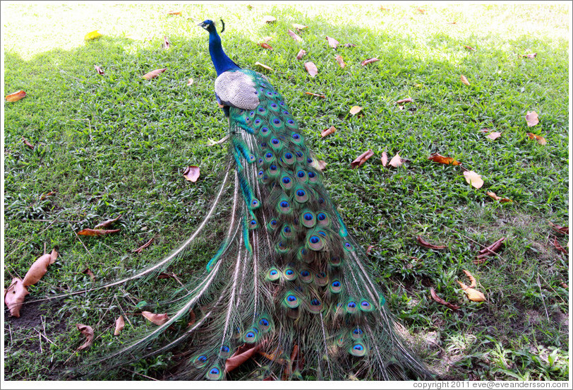 Peacock. Gardens of the Kairaba Beach Hotel.