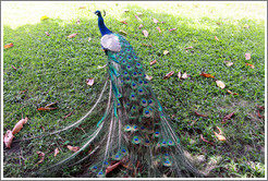 Peacock. Gardens of the Kairaba Beach Hotel.