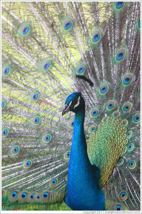 Peacock. Gardens of the Kairaba Beach Hotel.