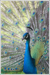 Peacock. Gardens of the Kairaba Beach Hotel.