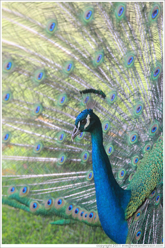 Peacock. Gardens of the Kairaba Beach Hotel.