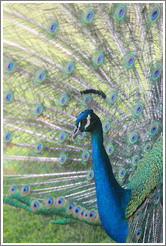 Peacock. Gardens of the Kairaba Beach Hotel.