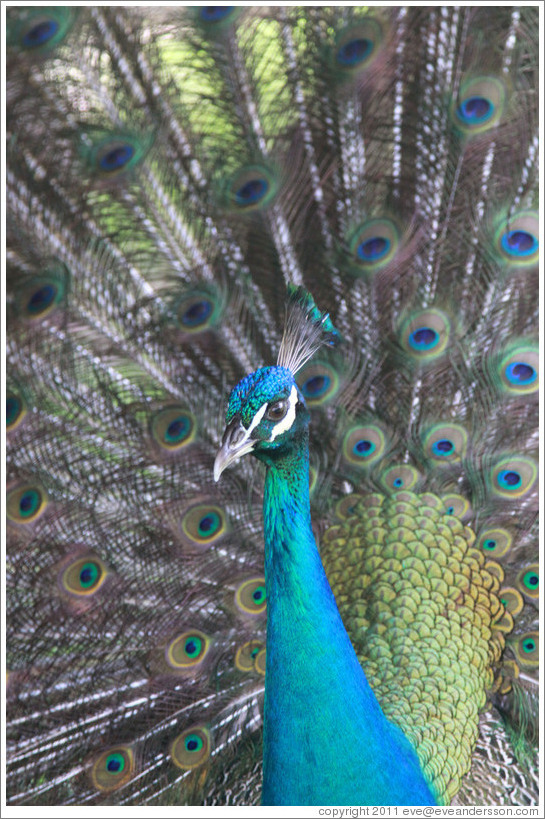 Peacock. Gardens of the Kairaba Beach Hotel.