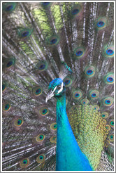 Peacock. Gardens of the Kairaba Beach Hotel.