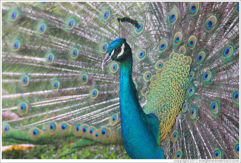 Peacock. Gardens of the Kairaba Beach Hotel.