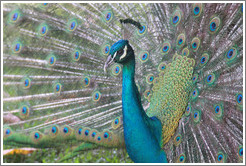 Peacock. Gardens of the Kairaba Beach Hotel.