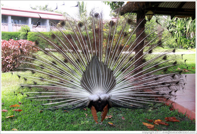 Peacock from behind. Gardens of the Kairaba Beach Hotel.