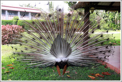 Peacock from behind. Gardens of the Kairaba Beach Hotel.