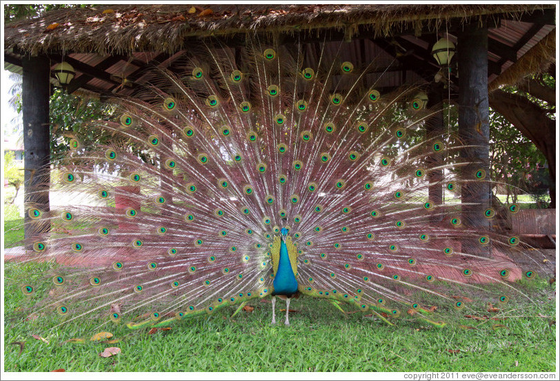 Peacock. Gardens of the Kairaba Beach Hotel.