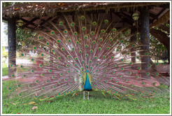 Peacock. Gardens of the Kairaba Beach Hotel.