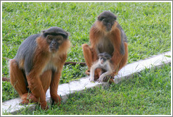 Wild red colobus monkeys. Gardens of the Kairaba Beach Hotel.