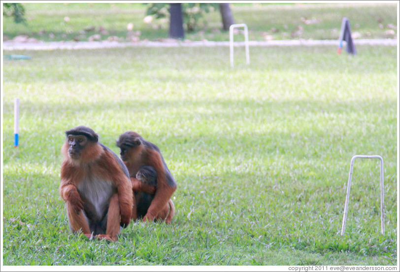 Wild red colobus monkeys. Gardens of the Kairaba Beach Hotel.