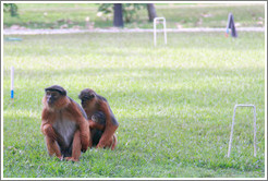 Wild red colobus monkeys. Gardens of the Kairaba Beach Hotel.