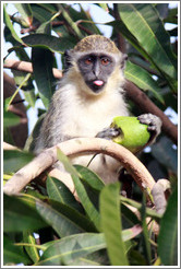 Wild vervet monkey eating fruit. Gardens of the Kairaba Beach Hotel.