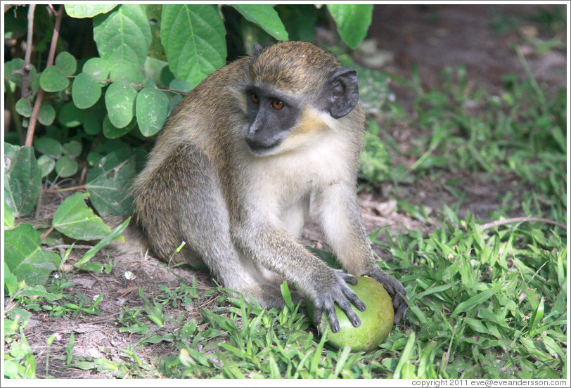 Wild vervet monkey eating fruit. Gardens of the Kairaba Beach Hotel.