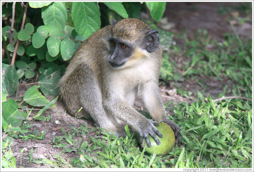 Wild vervet monkey eating fruit. Gardens of the Kairaba Beach Hotel
