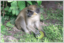 Wild vervet monkey eating fruit. Gardens of the Kairaba Beach Hotel.