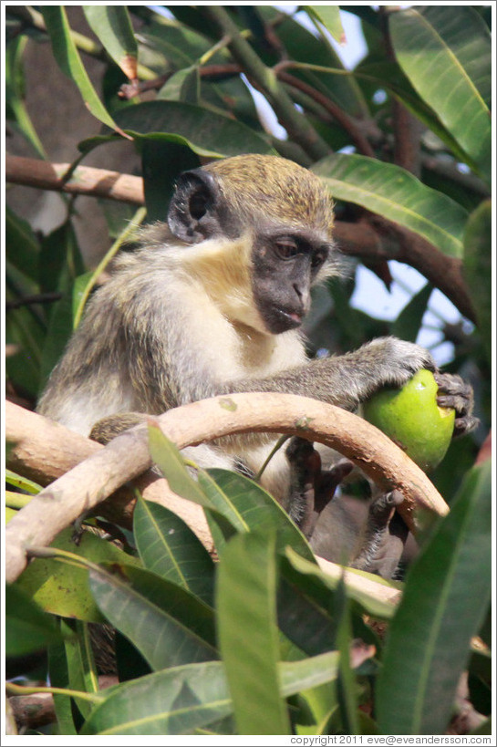 Wild vervet monkey eating fruit. Gardens of the Kairaba Beach Hotel.