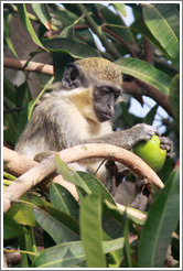 Wild vervet monkey eating fruit. Gardens of the Kairaba Beach Hotel.