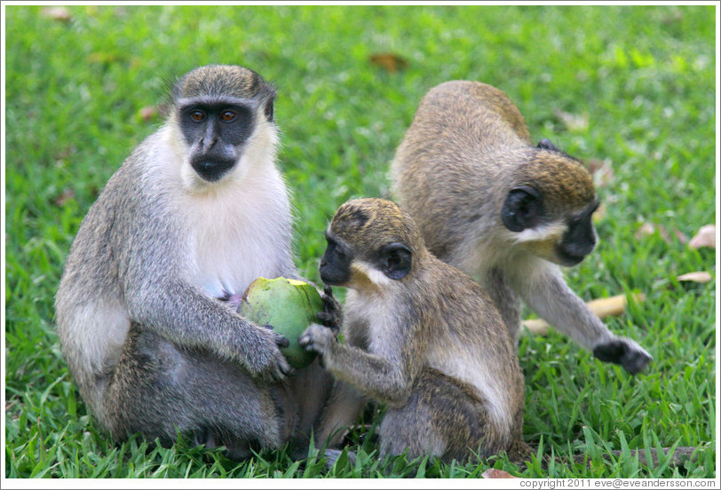 Wild vervet monkeys eating fruit. Gardens of the Kairaba Beach Hotel.