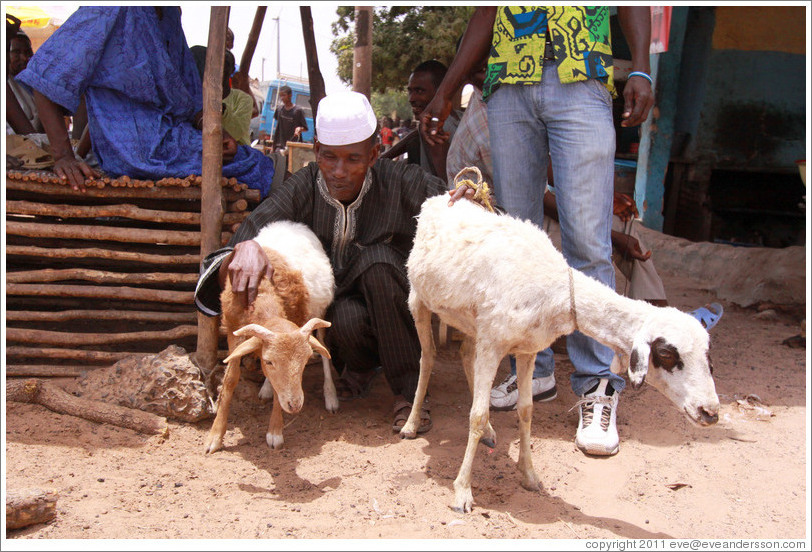 Man with goats.