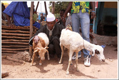 Man with goats.