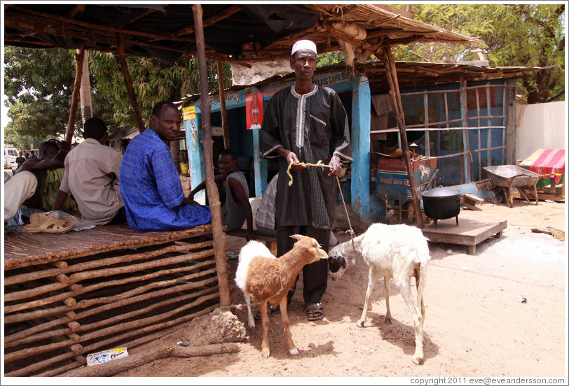 Man with goats.