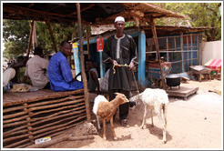 Man with goats.