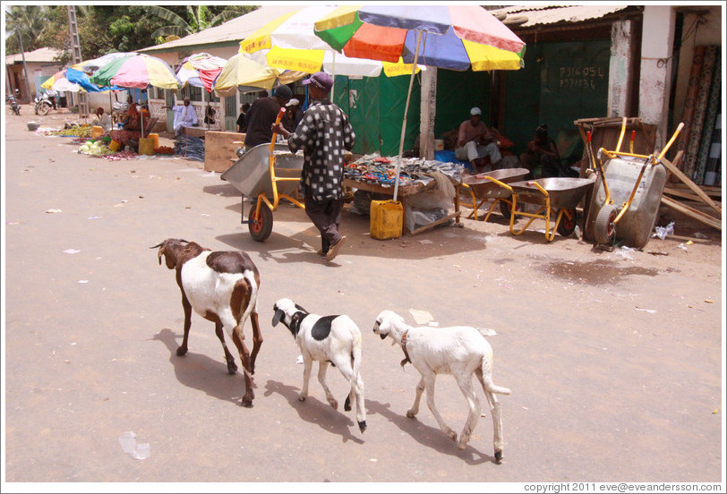 Three sheep walking down Farafenni's main street.