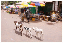 Three sheep walking down Farafenni's main street.