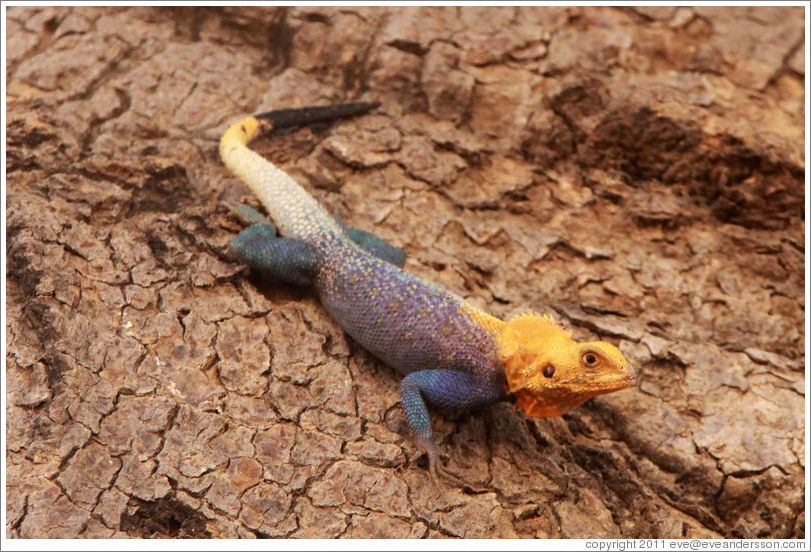 Agama lizard.