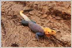 Agama lizard.